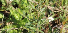 Phyllopodium rustii