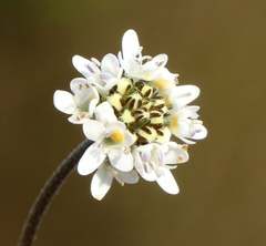 Phyllopodium rustii