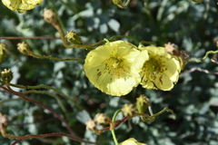 Papaver angustifolium
