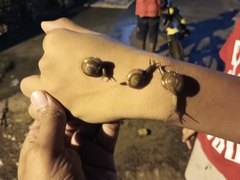 Macrochlamys hippocastaneum