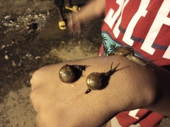 Macrochlamys hippocastaneum