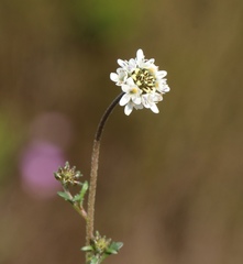 Phyllopodium rustii