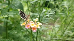 Macrochlamys hippocastaneum