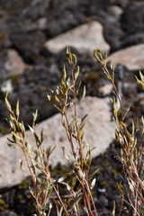 Draba hirta