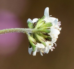 Phyllopodium rustii