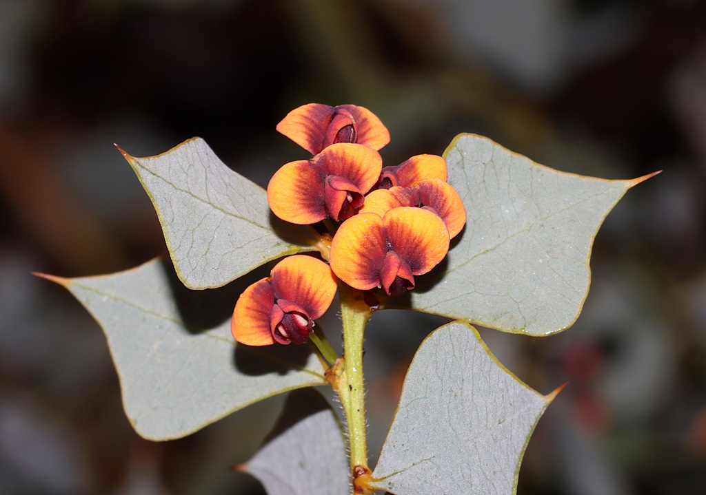 Daviesia rhombifolia