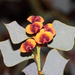 Daviesia rhombifolia - Photo (c) robert davis, some rights reserved (CC BY-NC), uploaded by robert davis