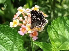 Macrochlamys hippocastaneum