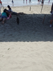 Leucocarbo bougainvillii