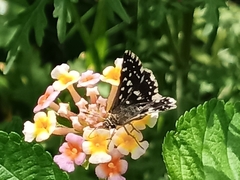 Macrochlamys hippocastaneum