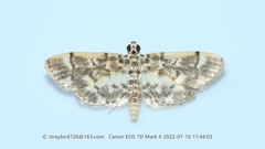 Tylostega pectinata
