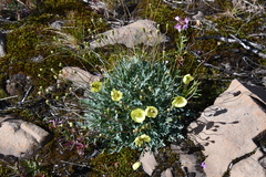 Papaver angustifolium