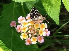 Macrochlamys hippocastaneum