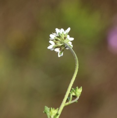 Phyllopodium rustii