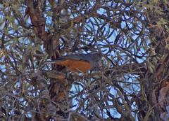 Pseudosaltator rufiventris