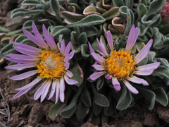 Townsendia scapigera