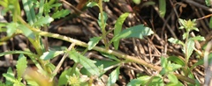 Phyllopodium rustii