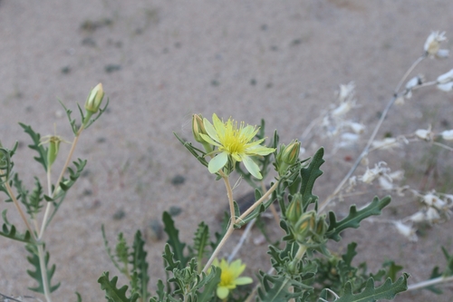 Image of Mentzelia multiflora by no rights reserved