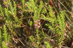 Struthiola striata