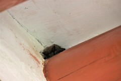 Hypsugo alaschanicus