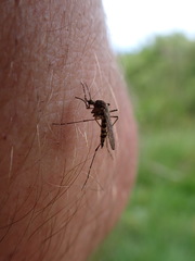 Coquillettidia perturbans