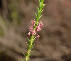 Struthiola striata