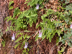 Aquilegia micrantha