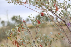Grevillea wickhamii