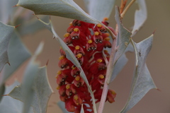 Grevillea wickhamii