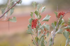 Grevillea wickhamii