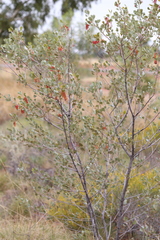 Grevillea wickhamii