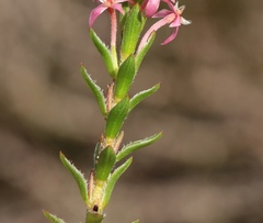 Struthiola striata