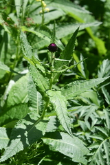 Cirsium helenioides