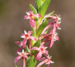 Struthiola striata