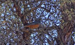 Pseudosaltator rufiventris