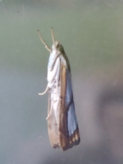 Catoptria pinella