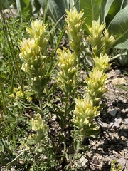 Castilleja pilosa