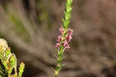 Struthiola striata