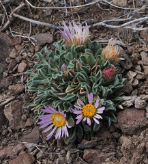 Townsendia scapigera