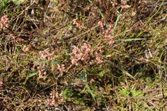 Struthiola striata