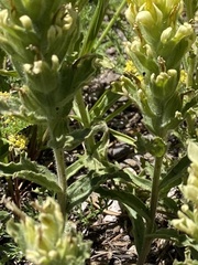 Castilleja pilosa