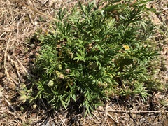 Potentilla bimundorum