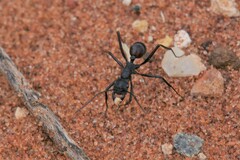 Rhytidoponera taurus