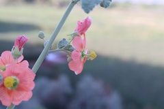 Sphaeralcea incana