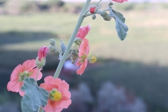 Sphaeralcea incana