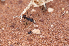 Rhytidoponera taurus