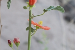 Sphaeralcea incana