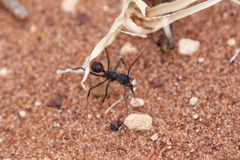 Rhytidoponera taurus