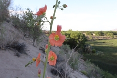 Sphaeralcea incana