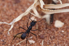 Rhytidoponera taurus
